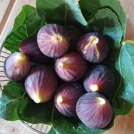 Bed & Breakfast Massi *